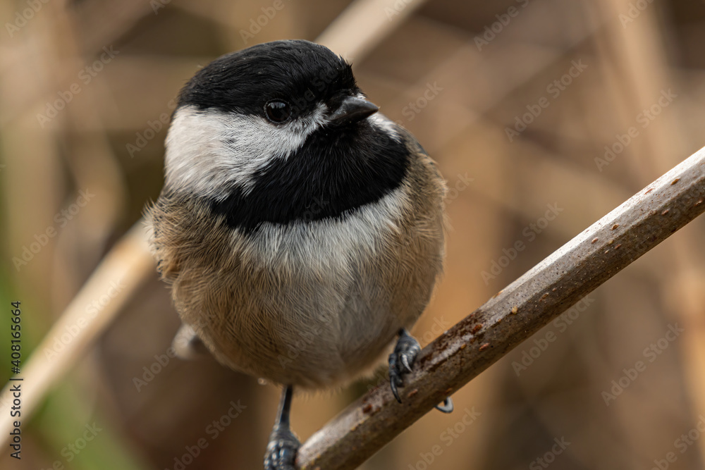 Fototapeta premium close up of a cute chickadee resting on the branch in the park