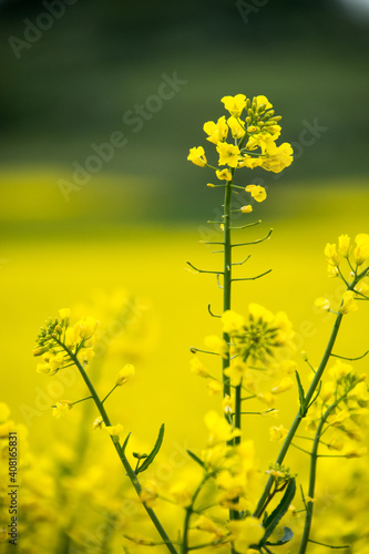 Żółte kwiaty rzepaku na żółto-zielonym tle