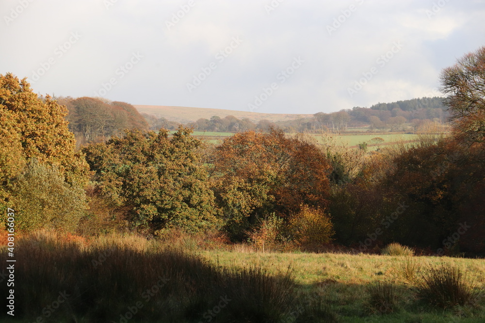 Fototapeta premium autumn in the forest