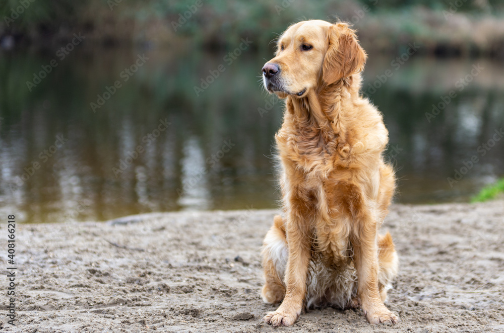 Portrait of a Golden retriever sitting on wet sand with a pond in the background in a natural setting Portrait of a Golden retriever sitting on wet sand with a pond in the background in a natural setting