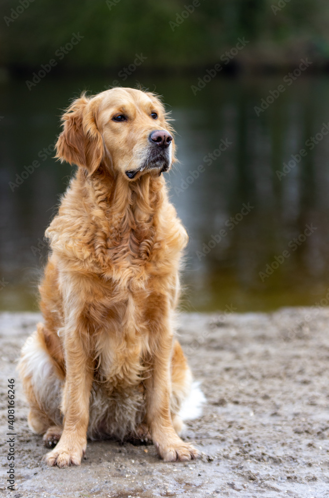Portrait of a Golden retriever sitting on wet sand with a pond in the background in a natural setting
