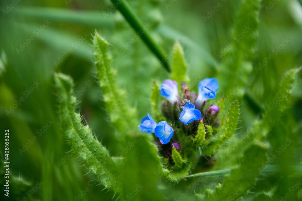 niebieskie kwiatki dziko rosnącej rośliny na łące - obrazy, fototapety, plakaty 