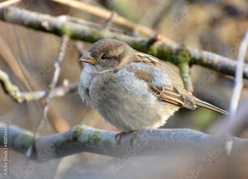 House Sparrow (Passer domesticus) sits on a branch photo