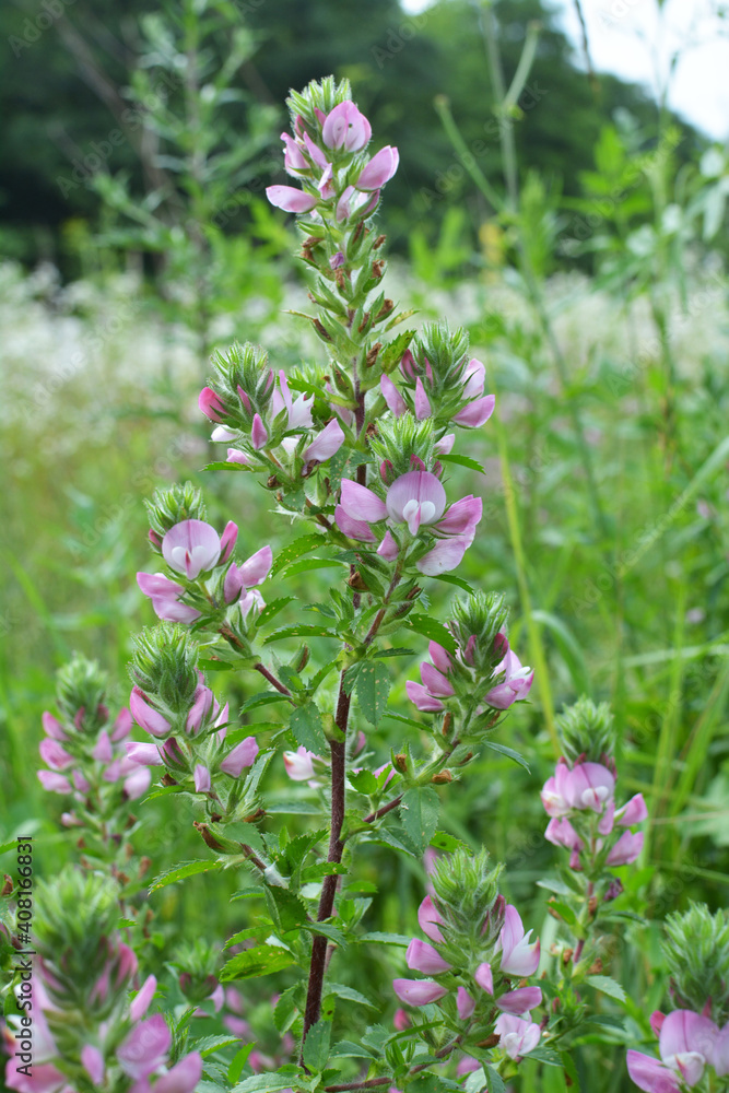 In nature, ononis spinosa grows among grasses In nature, ononis spinosa grows among grasses