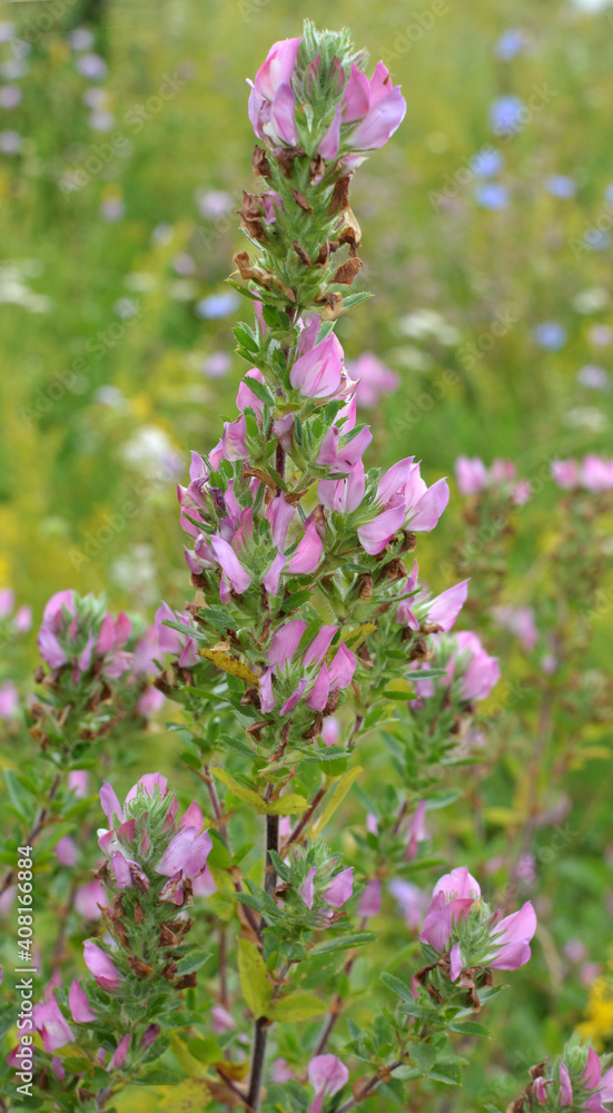 In nature, ononis spinosa grows among grasses