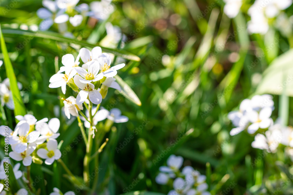 grass with white flowers. Background. grass with white flowers. Background.