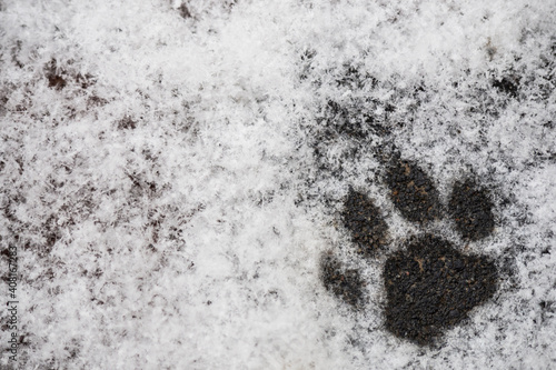 Close up footprints of a cat in the snow. Walking animals in the winter, pets and their upbringing