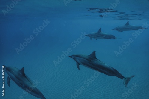 Swimming with Wild Spinner Dolphins in Hawaii  © EMMEFFCEE 
