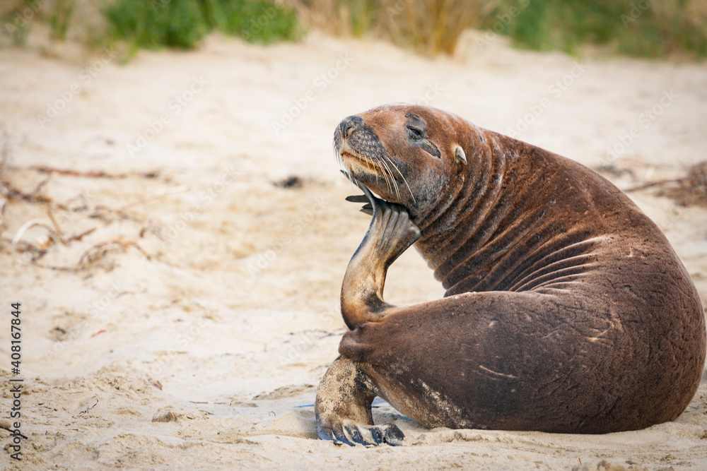 Fototapeta premium NZ Fur Seal scratching itself with it's flipperthemselves on Catlins beach.