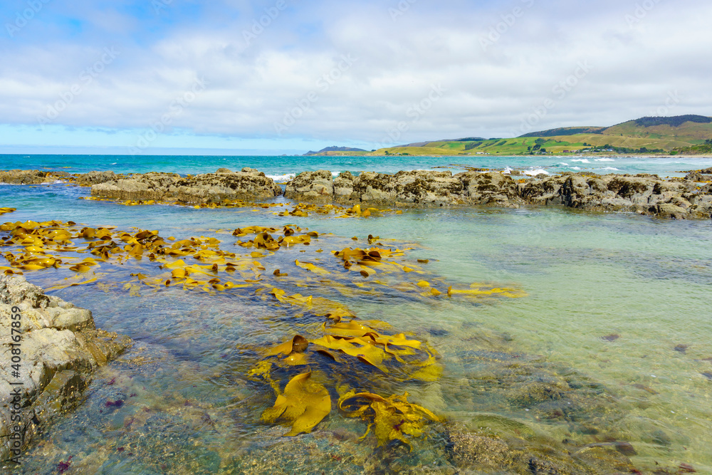 Giant bull kelp floating in shallows of rockpools on coast of Catlins area in Sout Island New Zealand