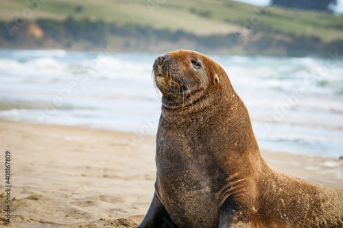 NZ Fur Seals sunning themselves on Catlins beach.