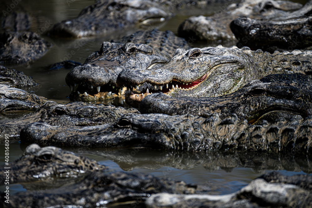 American Alligator. A large alligators swimming in a lake. Alligator with head showing and mouth open. American Alligator. A large alligators swimming in a lake. Alligator with head showing and mouth open.