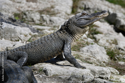 American Alligator. Walking on rocks.