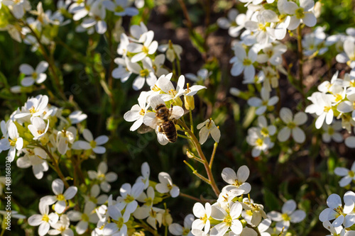 honey bee pollinating white blossoms, close up, macro shot of collecting bees.