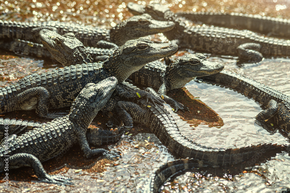 American Alligator. A small alligators swimming in a lake. American Alligator. A small alligators swimming in a lake.