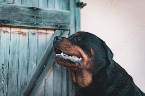 Canvas Print Side view of amazing rottweiler dog with open mouth looking in distance on wooden vintage doors background