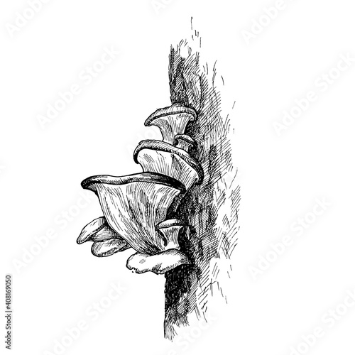 Mushroom oyster growing in forest wildlife. Vintage monochrome hatching illustration isolated