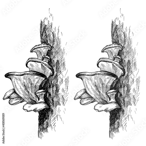 Mushroom oyster growing in forest wildlife. Vintage monochrome hatching illustration isolated