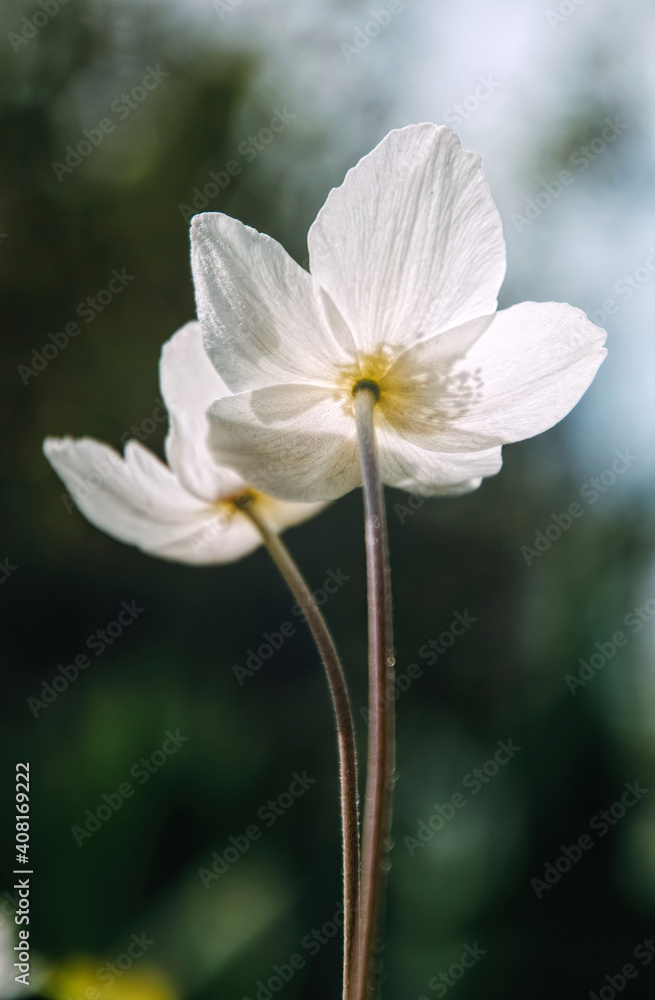 White delicate anemone flower in the spring garden White delicate anemone flower in the spring garden