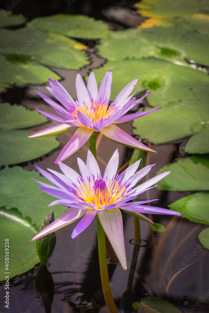 Water lilies in the pond, water lily Water lilies in the pond, water lily