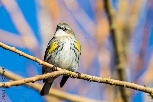 Yellow Rumped Warbler Enjoys a Sunny Day at Nisqually National Wildlife Refuge