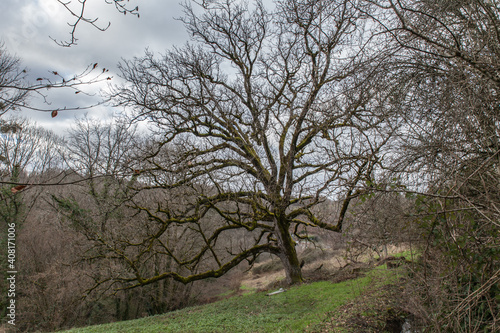 Vigeois (Corrèze, France) - Vue hivernale - Arbre