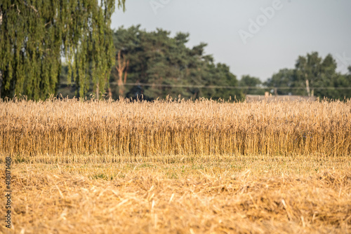 Straw in the field after the harvest. Ripe cereal on a sunny day. Rural landscape.