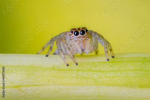 Little spider looking very curious photo