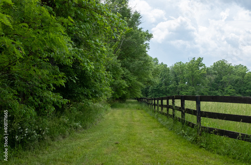 verdant green path in countryside