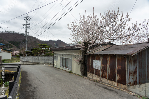 道路脇で咲く1本のあんずの木 © tetsusan