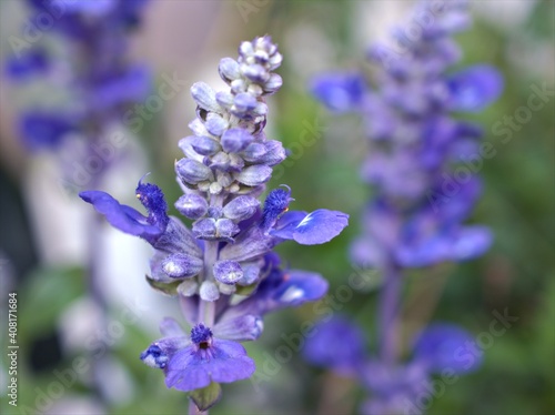 Purple Salvia farinacea sage flower in garden with soft focus and blurred background ,macro image 
