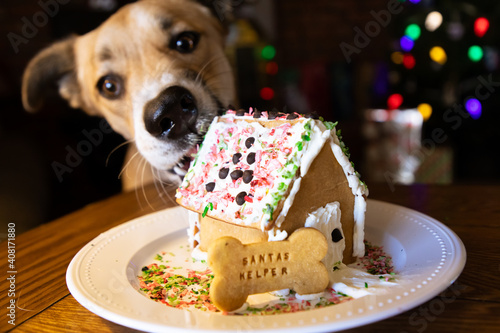 Dog with a gingerbread house