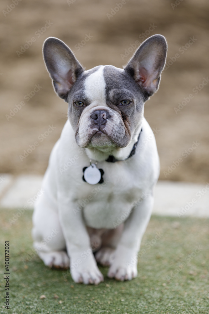 5-Months-Old Pied Frenchie Puppy Male Sitting. Off-leash dog park in Northern California.