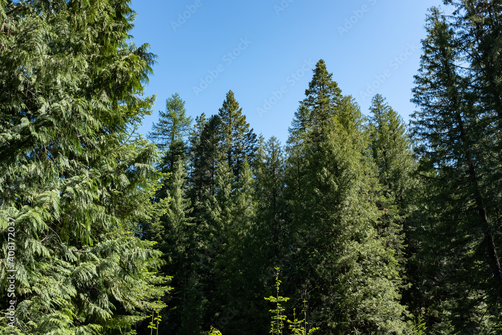 sunny evergreen pine trees sunny evergreen pine trees
