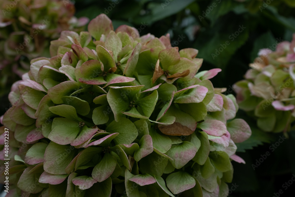 pink and green hydrangea close up pink and green hydrangea close up