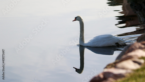 Swan Reflection in Colorado Lake