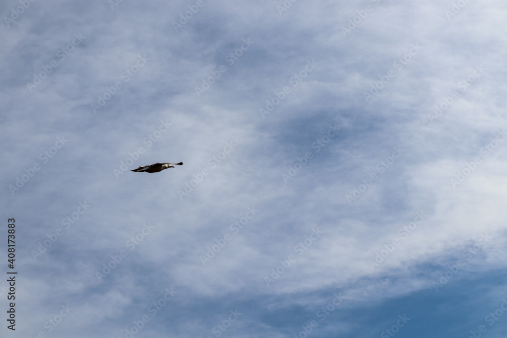 seagull in flight
