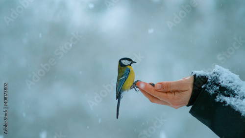 CLOSE UP: Beautiful shot of a trusting bird landing on woman's outstretched hand