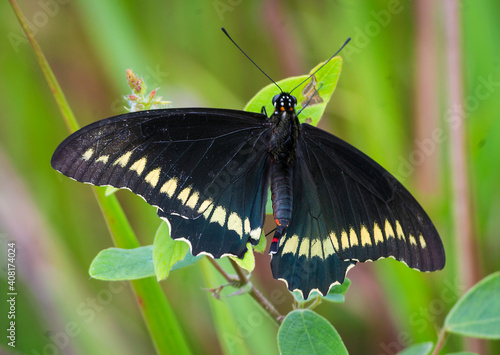 Atlantic Forest Butterfly (Battus polydamas)
