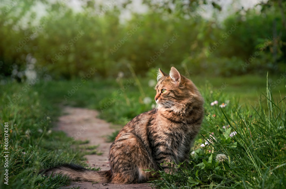 Tabby fluffy cat on a background of a sunny garden Tabby fluffy cat on a background of a sunny garden