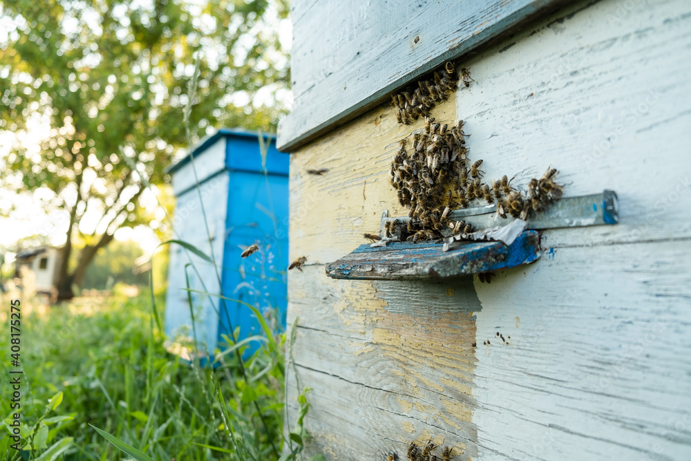 Bees fly out and return to the hive in the summer. Flight of bees near the hive in the garden. Bees fly out and return to the hive in the summer. Flight of bees near the hive in the garden.