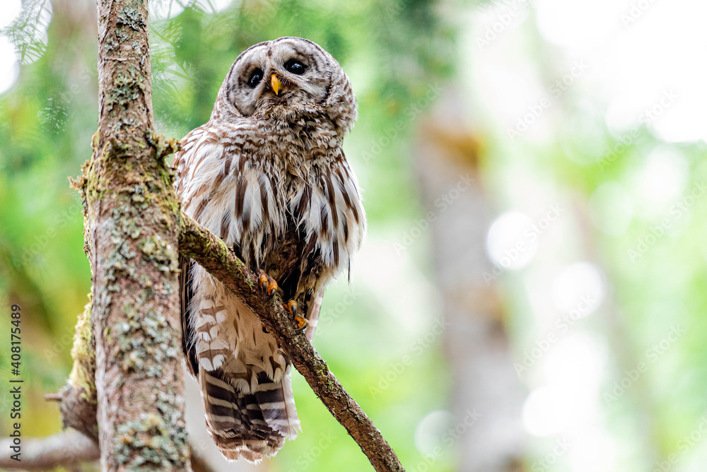 Obraz premium Barred Owl in a Tree