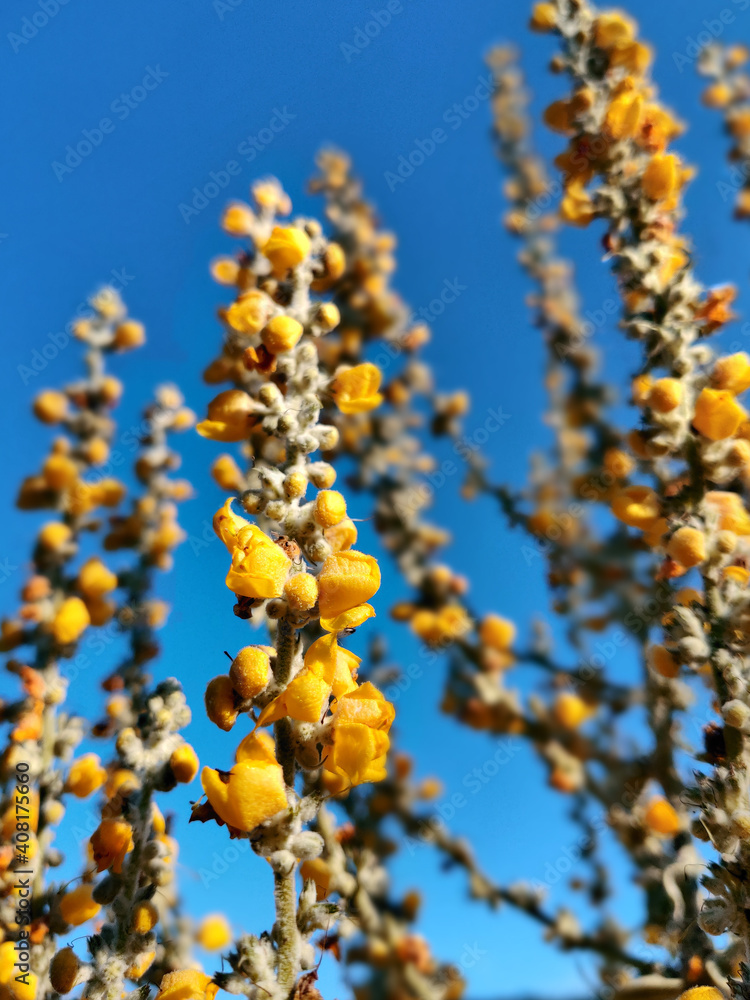 Yellow colorful flowers on the blue sky background Yellow colorful flowers on the blue sky background