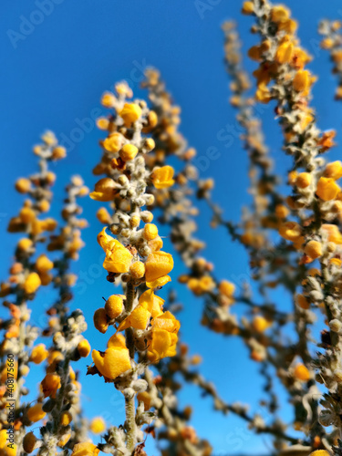 Yellow colorful flowers on the blue sky background © Alexandra