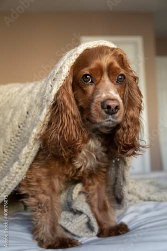Cocker spaniel dog wearing a woollen beige blanket. He is in a bedroom.