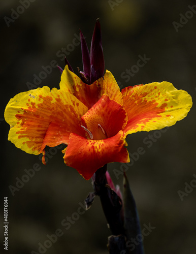 orange flower on black background