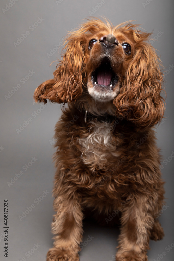 Studio portrait of a cocker spaniel dog with a funny expression. This expression is from anticipating a treat. 