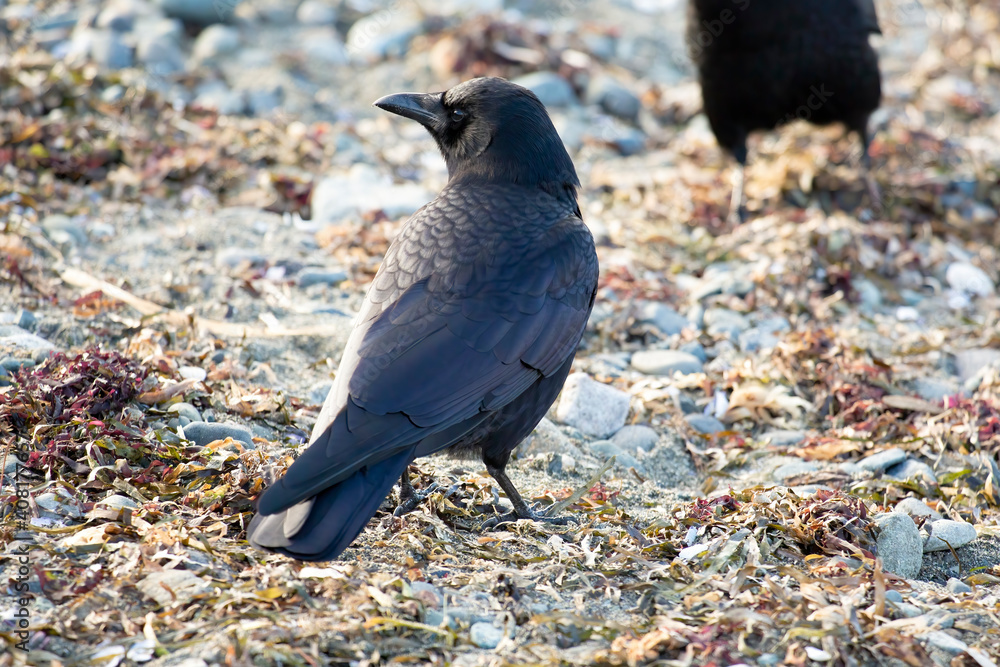 Fototapeta premium crow feeding walking on rocky beach