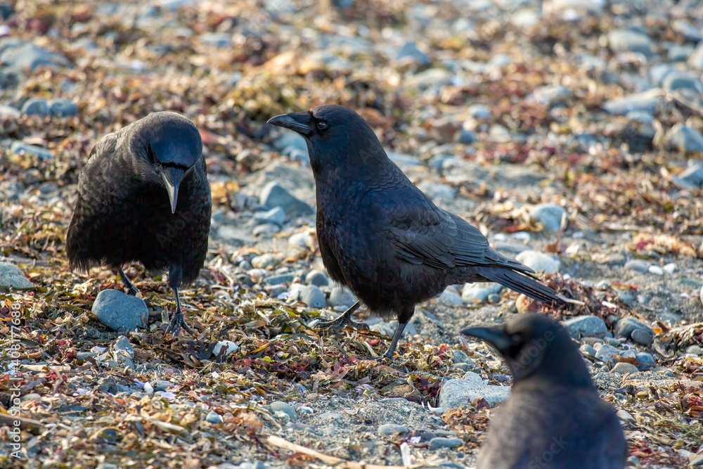 Obraz premium Couple of crows feeding walking on a rocky beach