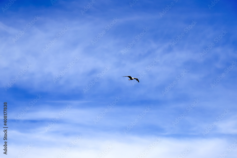 Blue sky background, pale cirrus White clouds. Simple natural background, landscape. Global climate change, warming. Seagull flies in the sky